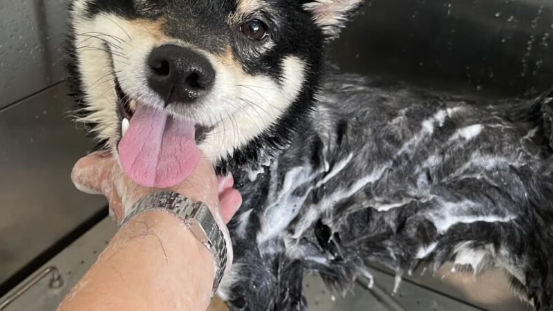 Astoria Dog Wash (Self-Service) - Queens, NY