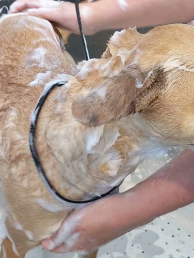 Astoria Dog Wash (Self-Service) - Queens, NY