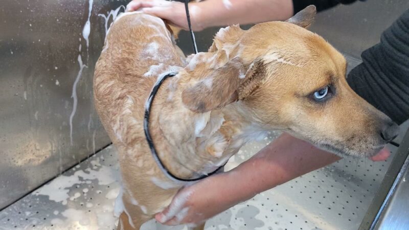 Astoria Dog Wash (Self-Service) - Queens, NY