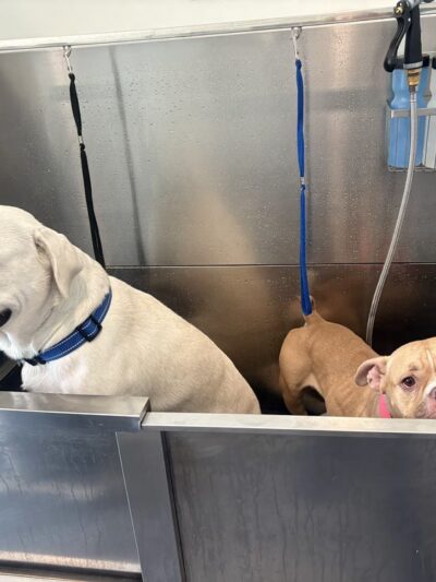 Astoria Dog Wash (Self-Service) - Queens, NY