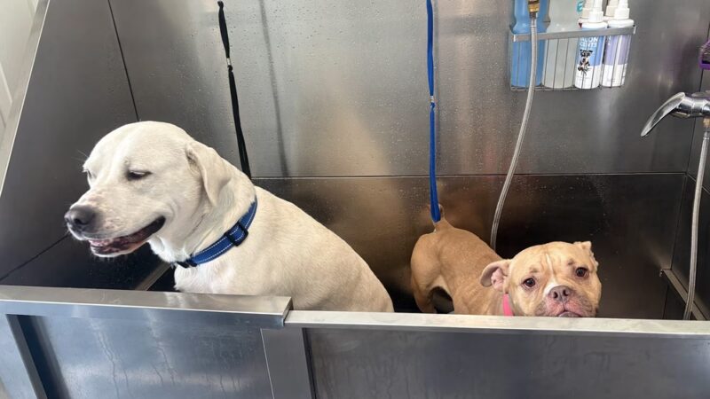 Astoria Dog Wash (Self-Service) - Queens, NY