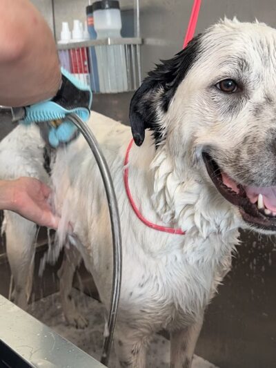 Astoria Dog Wash (Self-Service) - Queens, NY