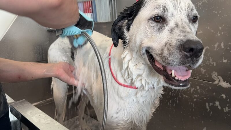 Astoria Dog Wash (Self-Service) - Queens, NY