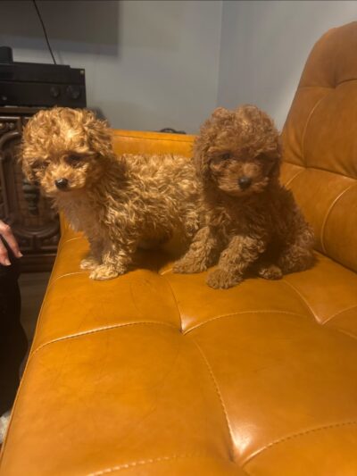 Cachorros RD - Queens, NY