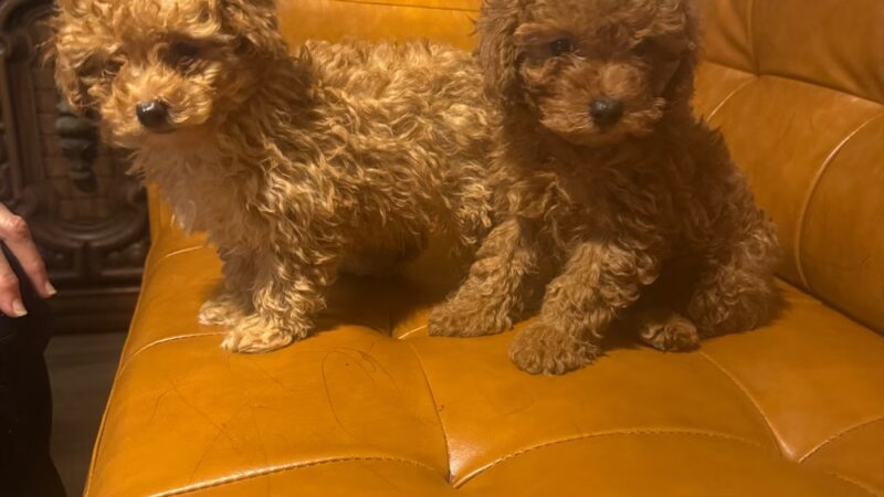 Cachorros RD - Queens, NY