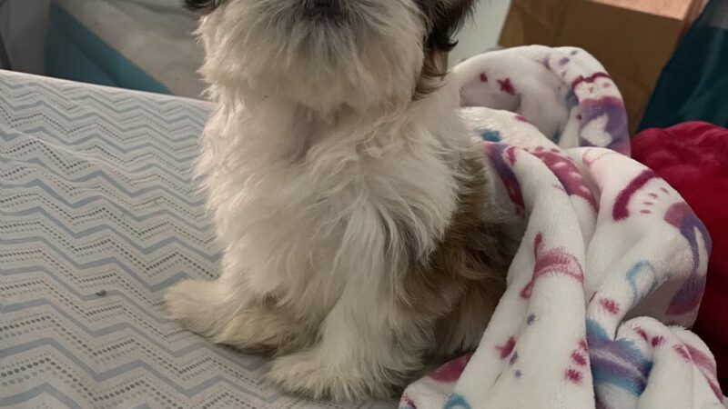 Cachorros RD - Queens, NY