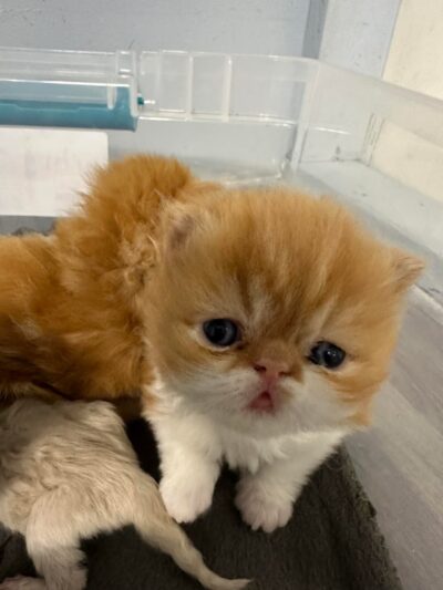 Cachorros RD - Queens, NY