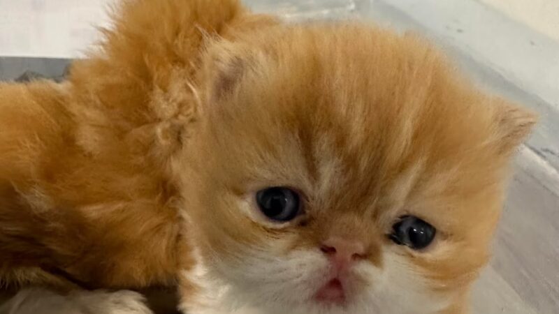 Cachorros RD - Queens, NY