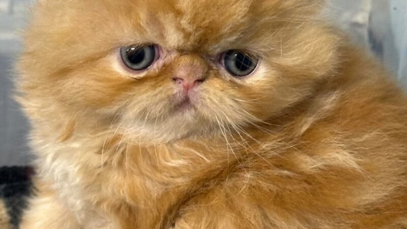 Cachorros RD - Queens, NY