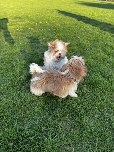 Cachorros RD - Queens, NY