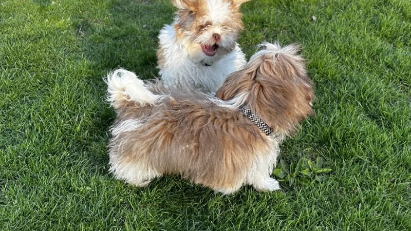 Cachorros RD - Queens, NY