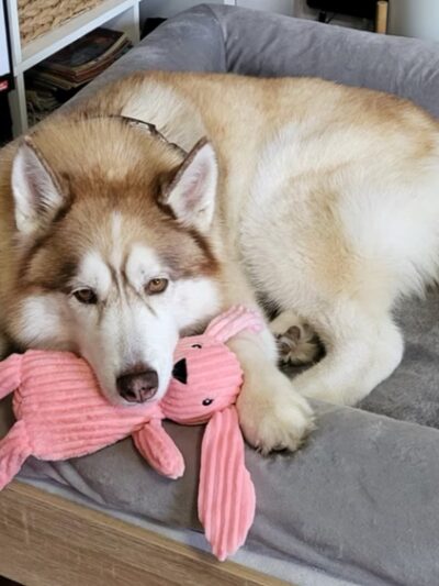 Ricky's Paw doggy day care - Queens, NY