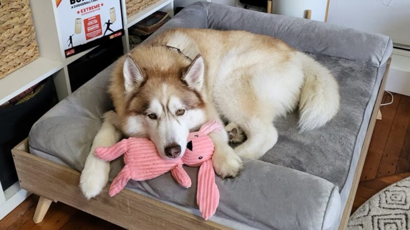 Ricky's Paw doggy day care - Queens, NY