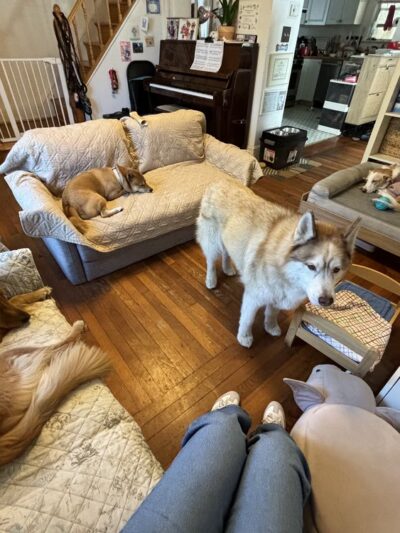 Ricky's Paw doggy day care - Queens, NY