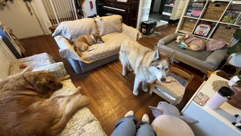 Ricky's Paw doggy day care - Queens, NY