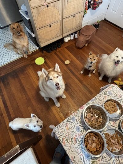 Ricky's Paw doggy day care - Queens, NY