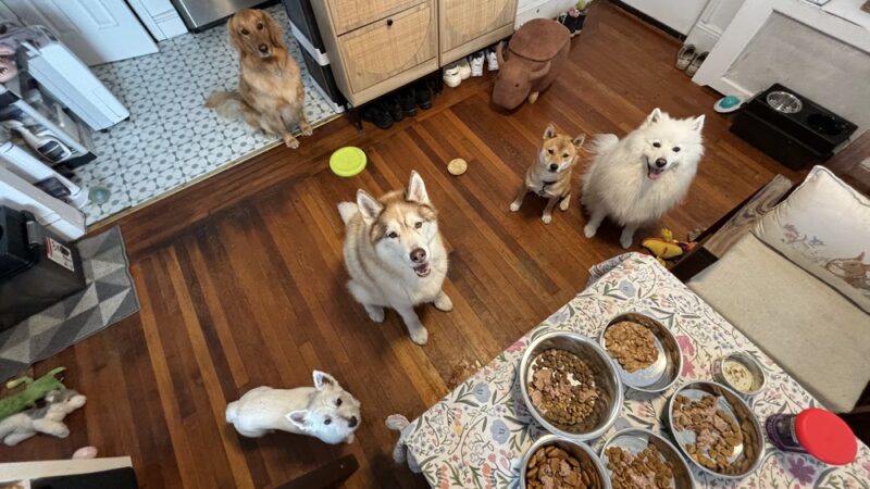 Ricky's Paw doggy day care - Queens, NY