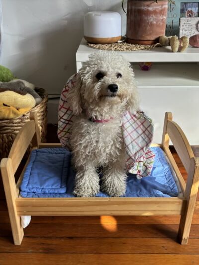 Ricky's Paw doggy day care - Queens, NY