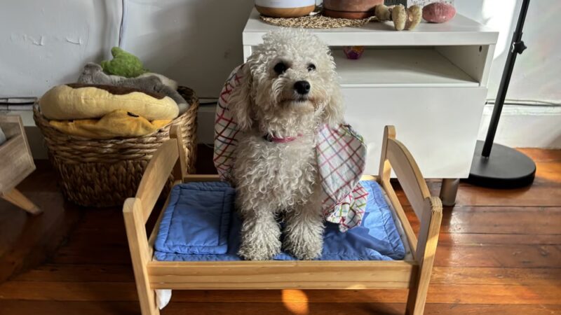 Ricky's Paw doggy day care - Queens, NY