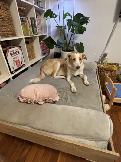 Ricky's Paw doggy day care - Queens, NY