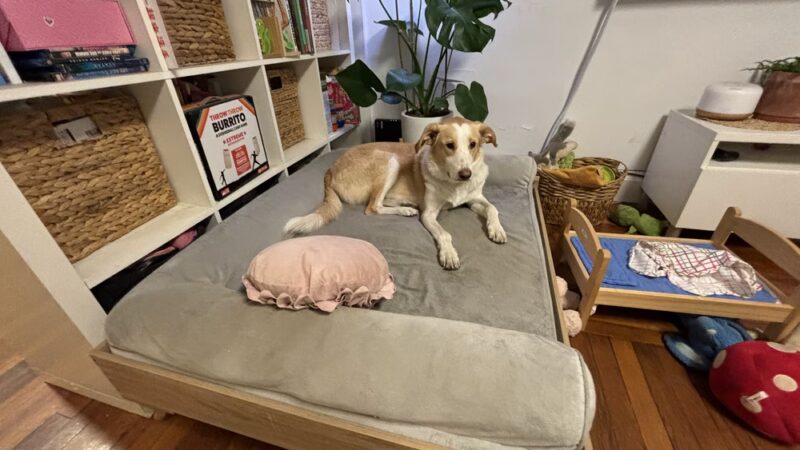 Ricky's Paw doggy day care - Queens, NY