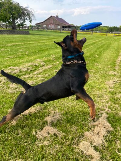 Canine Country Club - Queenstown, MD