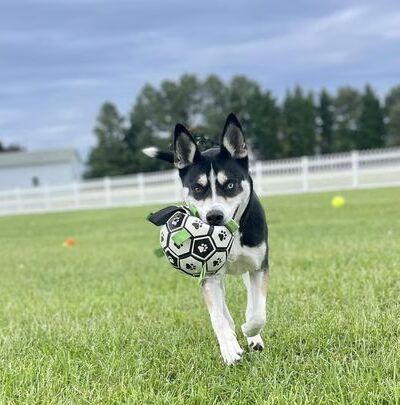 Canine Country Club - Queenstown, MD
