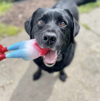 Canine Country Club - Queenstown, MD
