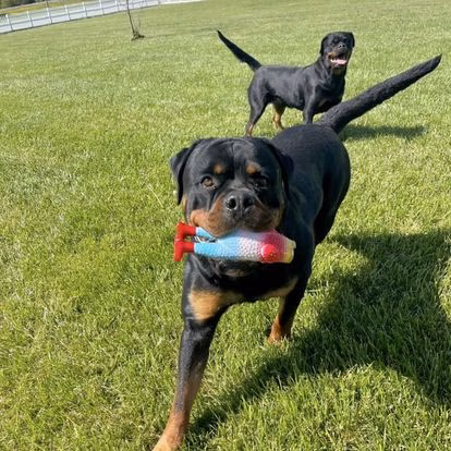 Canine Country Club - Queenstown, MD