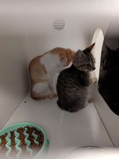 Queen Anne’s County Animal Services - Queenstown, MD