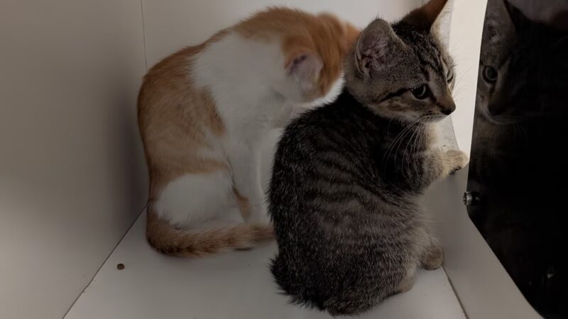 Queen Anne’s County Animal Services - Queenstown, MD