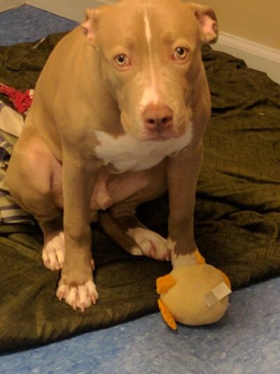 Queen Anne’s County Animal Services - Queenstown, MD