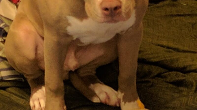 Queen Anne’s County Animal Services - Queenstown, MD