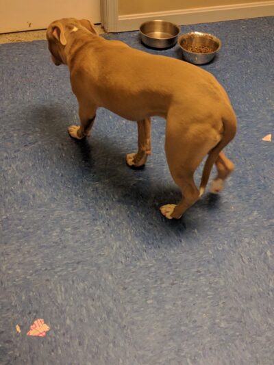 Queen Anne’s County Animal Services - Queenstown, MD