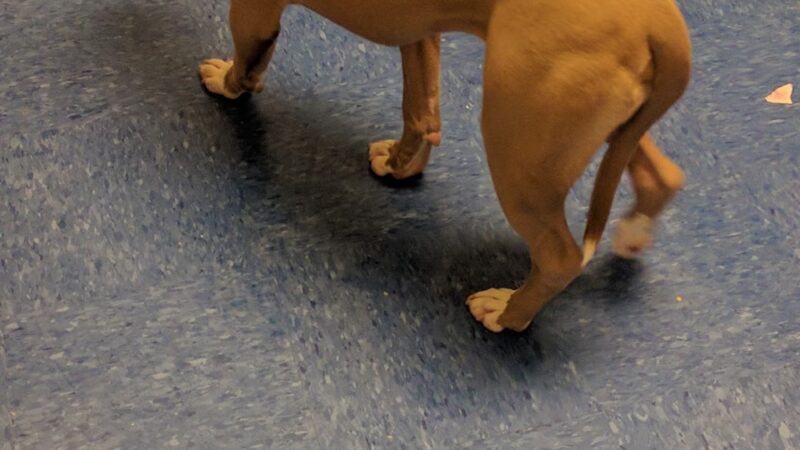 Queen Anne’s County Animal Services - Queenstown, MD
