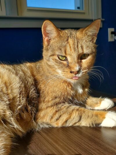 Queen Anne’s County Animal Services - Queenstown, MD