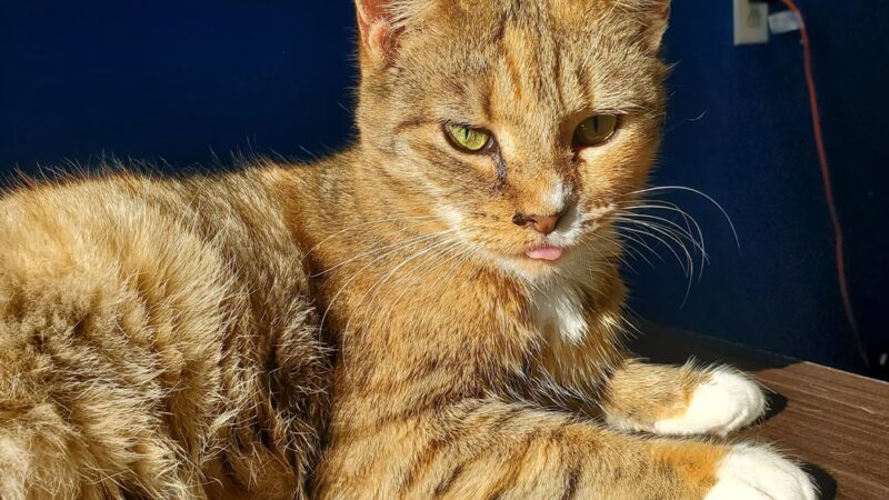 Queen Anne’s County Animal Services - Queenstown, MD