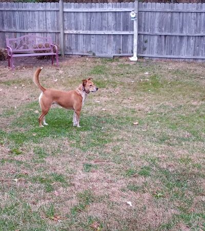 Queen Anne’s County Animal Services - Queenstown, MD