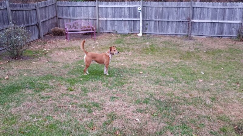 Queen Anne’s County Animal Services - Queenstown, MD