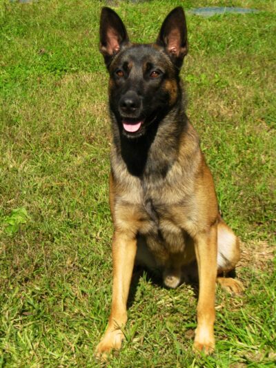 Valor Canine Services - Queenstown, MD