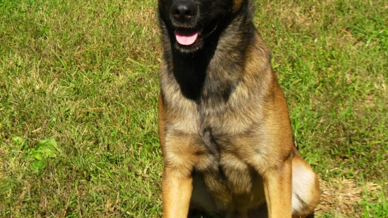 Valor Canine Services - Queenstown, MD