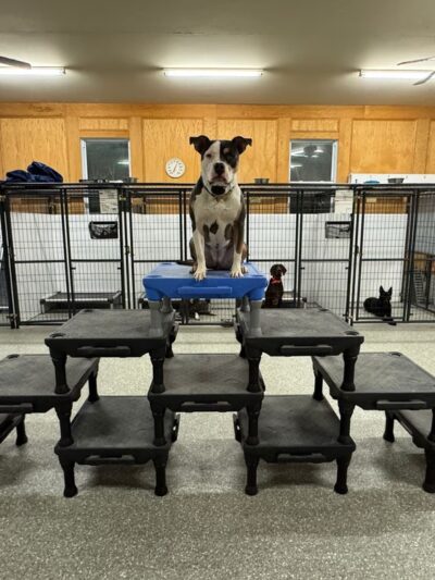 Valor Canine Services - Queenstown, MD