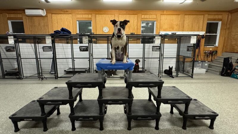 Valor Canine Services - Queenstown, MD
