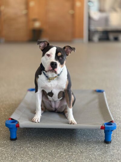 Valor Canine Services - Queenstown, MD
