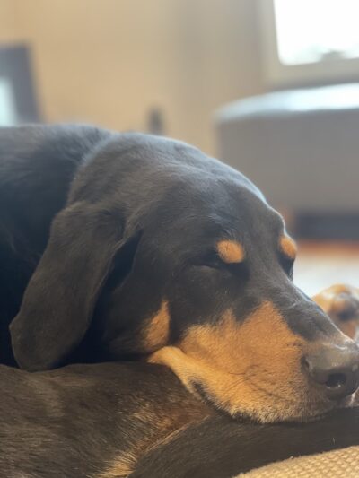 Valor Canine Services - Queenstown, MD