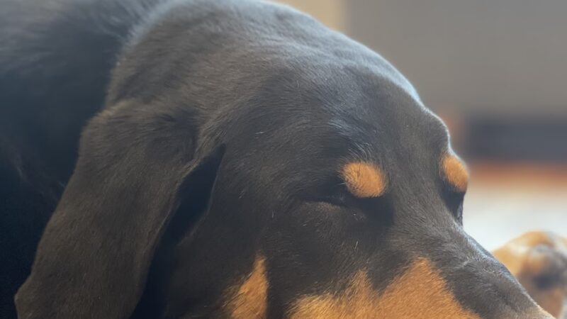 Valor Canine Services - Queenstown, MD