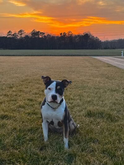 Valor Canine Services - Queenstown, MD