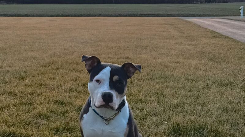 Valor Canine Services - Queenstown, MD