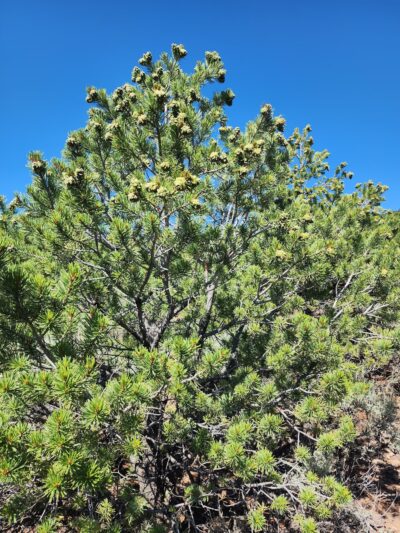 Las Vistas De Questa Trail - Questa, NM