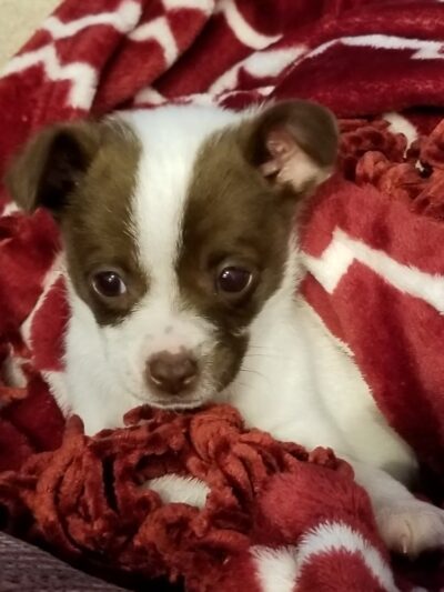 Quincy Animal Shelter - Quincy, WA